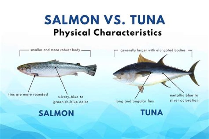 What's the difference between salmon and tuna?