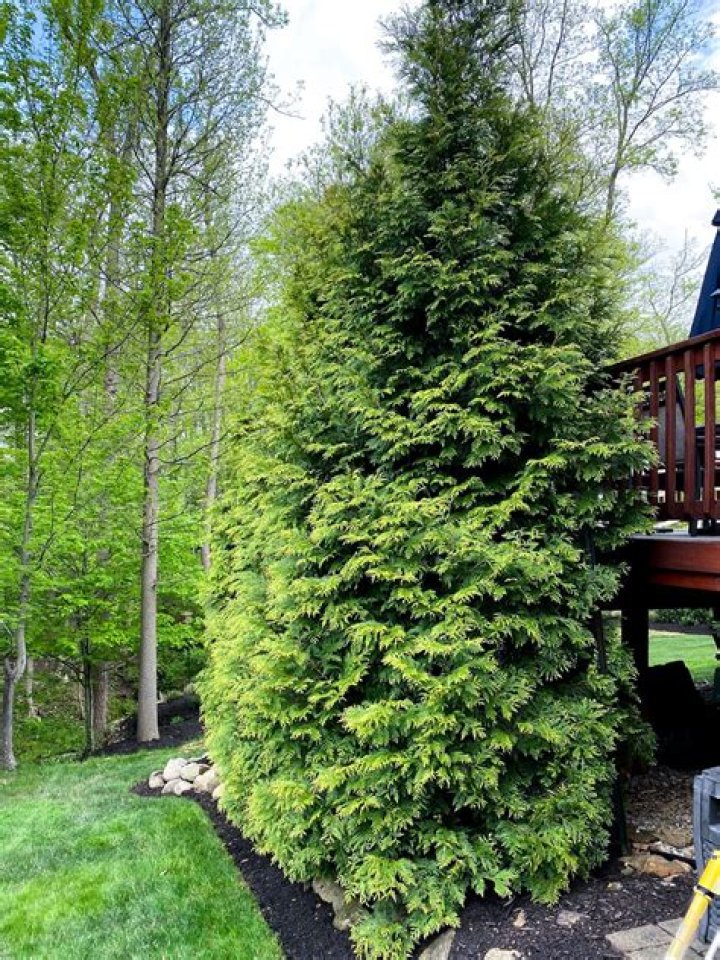 What's the fastest growing evergreen tree?