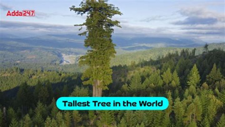 What's the tallest tree ever?