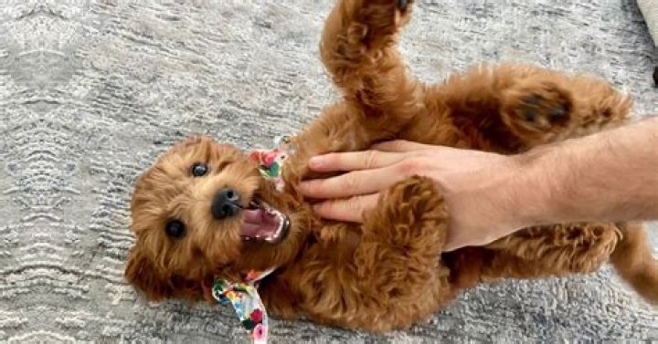 Where are dogs most ticklish?
