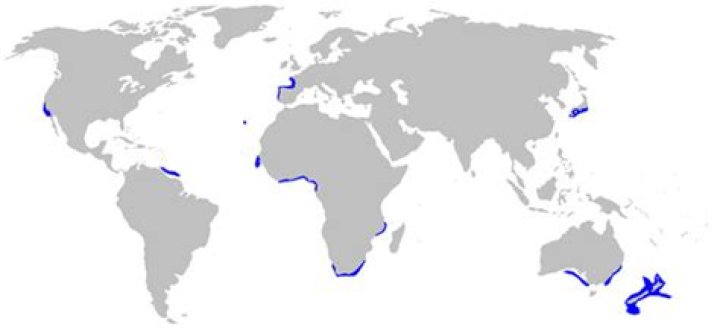 Where are goblin sharks located?