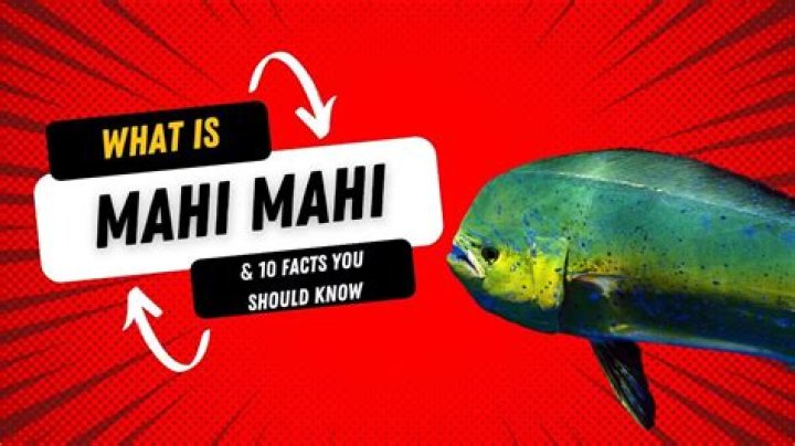 Where are mahi mahi found?