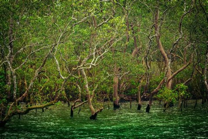 Where are mangrove forests found in India?