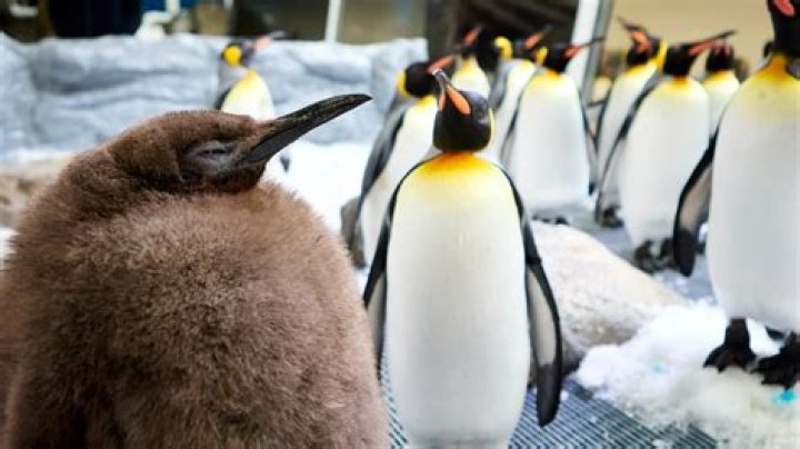 Where can I touch a penguin?