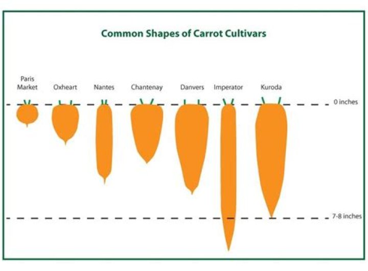 Where did carrots come from?