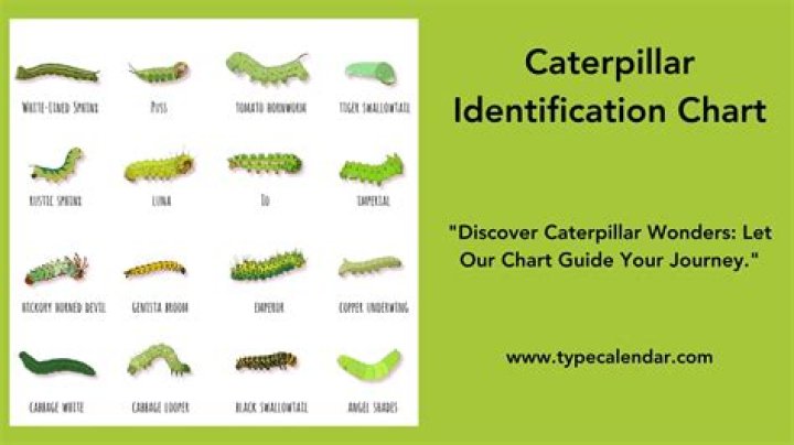 Where do caterpillars sleep?