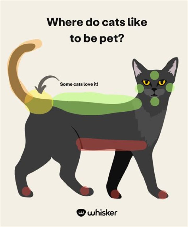 Where do cats find mice?