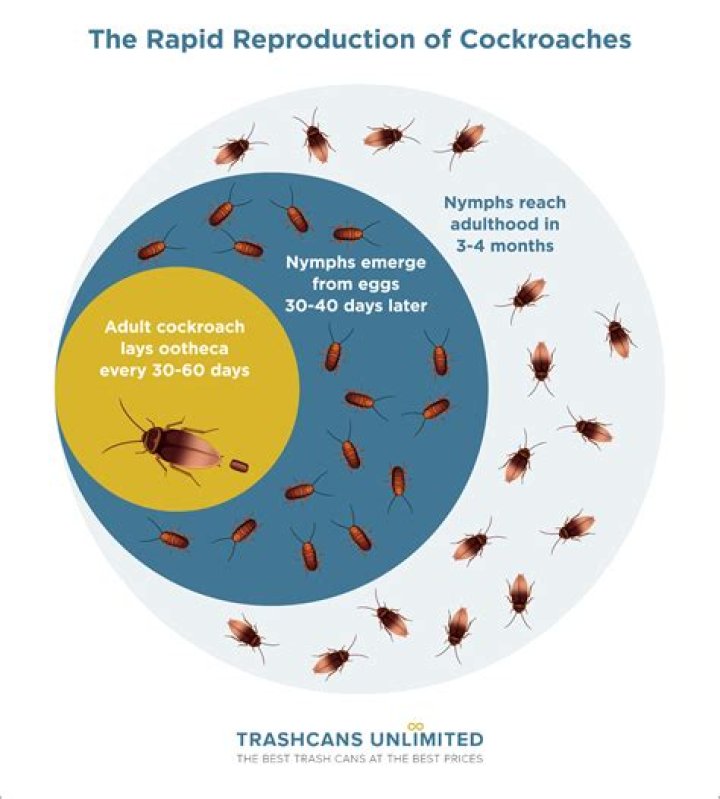 Where do cockroaches lay eggs in house?