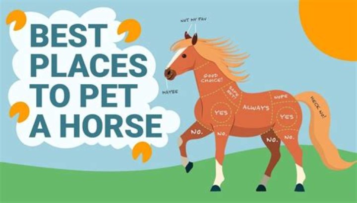 Where do horses like to be pet the most?