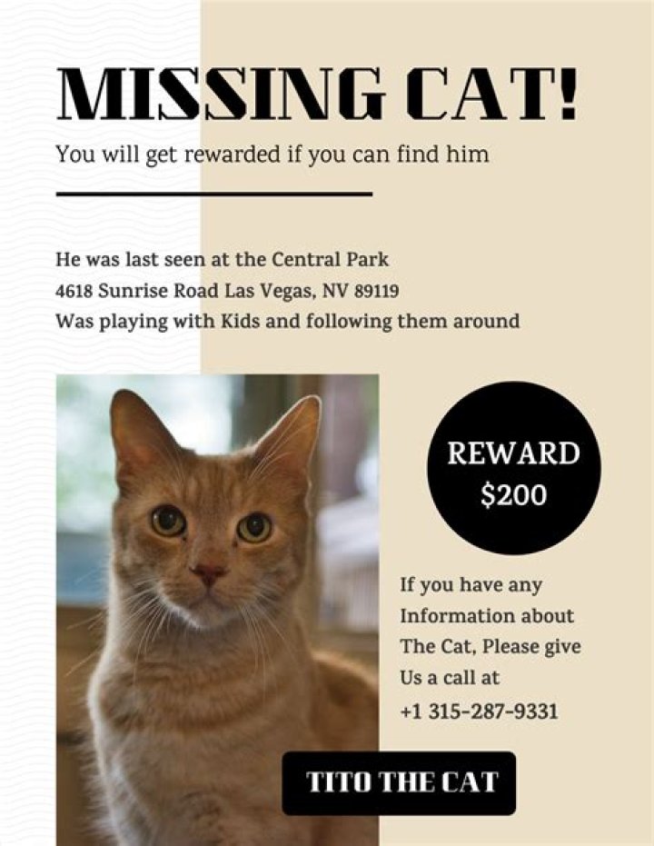 Where do most missing cats go?