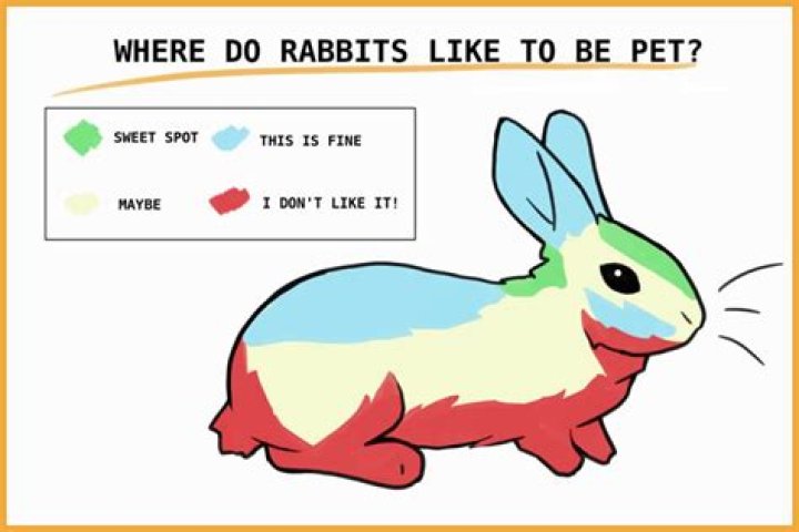 Where do rabbits like to be pet the most?