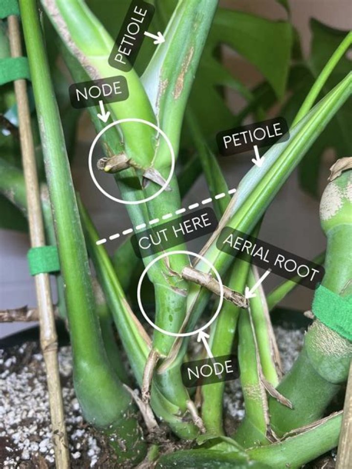 Where do you cut arrowheads to propagate?