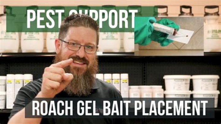 Where do you put roach bait?