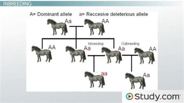 Where is inbreeding most common in the United States?