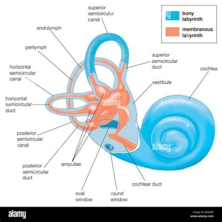 Where is the labyrinth in the ear?