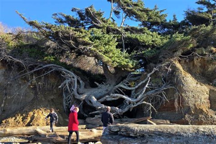 Where is the tree of life in America?
