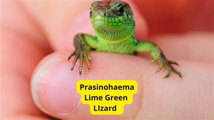 Which animal blood is green?