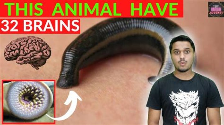 Which animal has 32 brains?