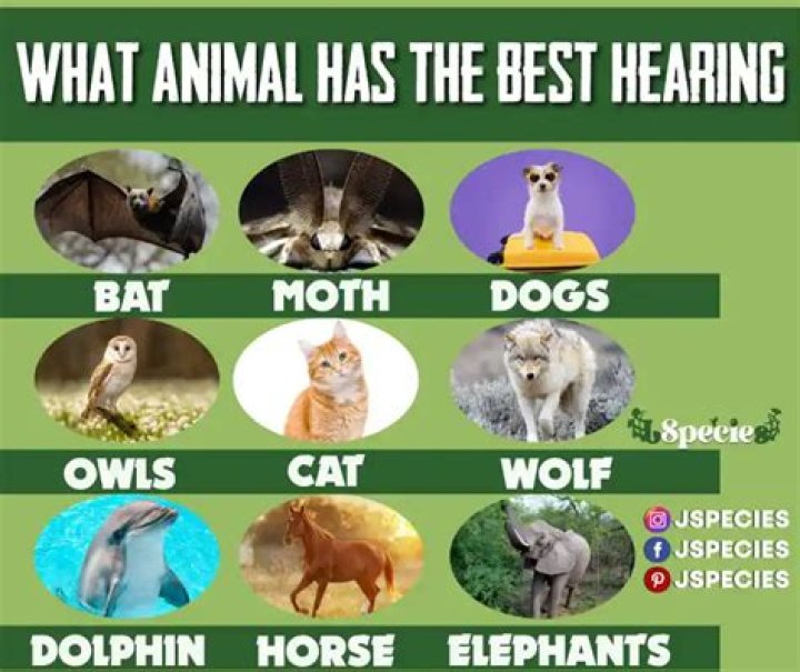 Which animal has super sense of hearing?