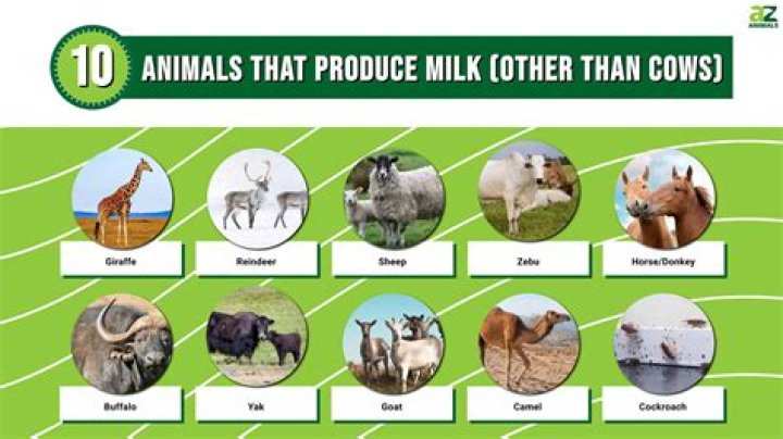 Which animal has the best milk in the world?