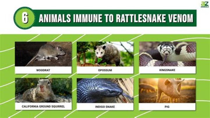 Which animal is immune to snake venom?