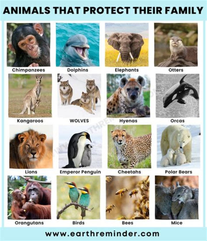 Which animal is most protective of their mate?