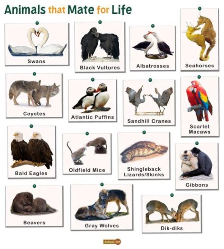 Which animals mate face to face?
