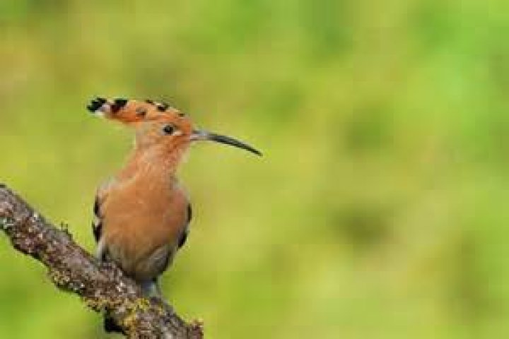 Which bird is Hudhud?