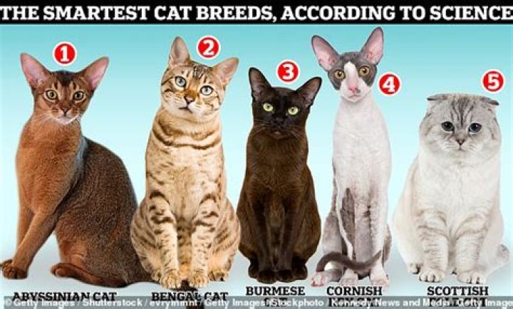 Which cat breed is the most loyal?