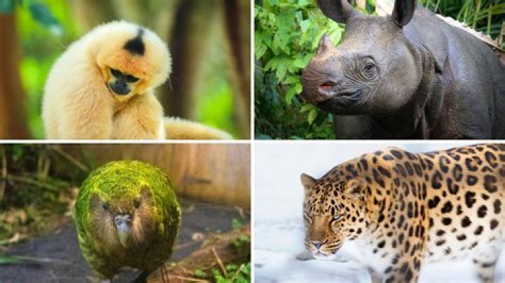 Which country has the rarest animals?