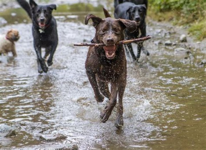 Which dog breeds need the most exercise?