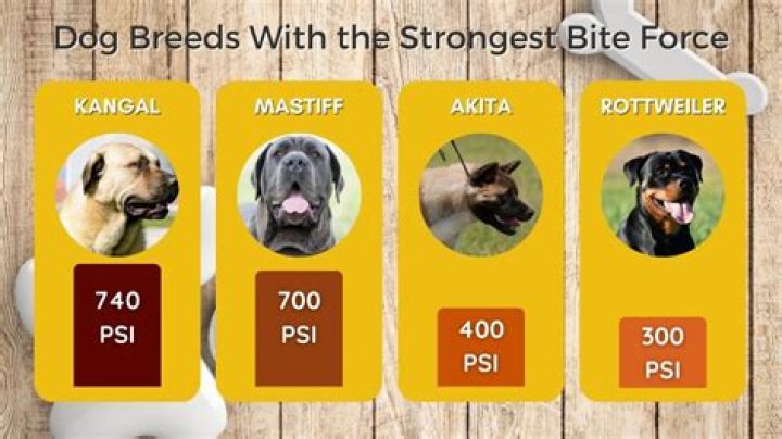 Which dog has the weakest bite?