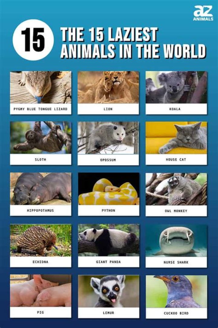 Which dog is the laziest?