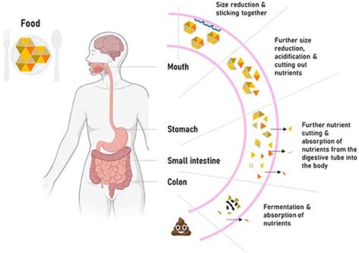 Which human body systems are responsible for ensuring nutrients are properly absorbed?