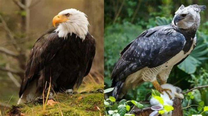 Which is bigger harpy or Philippine eagle?