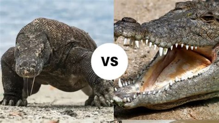 Which is bigger Komodo dragon or crocodile?