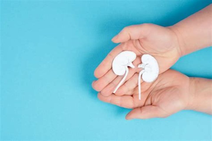 Which organ is the most difficult to transplant?