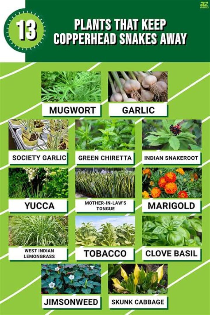 Which plant keeps snakes away?