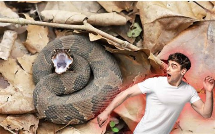 Which snake venom kills fastest?