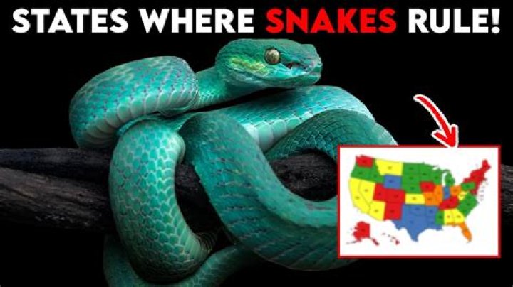 Which states have the most snakes?