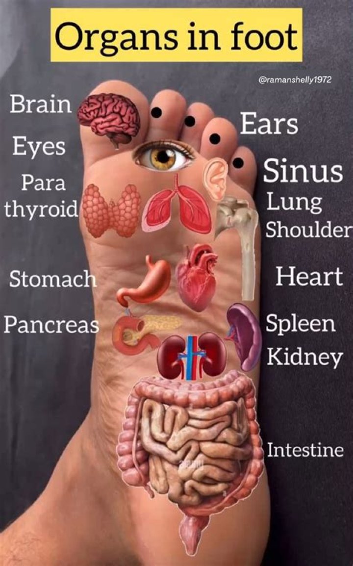 Which toe is connected to which organ?