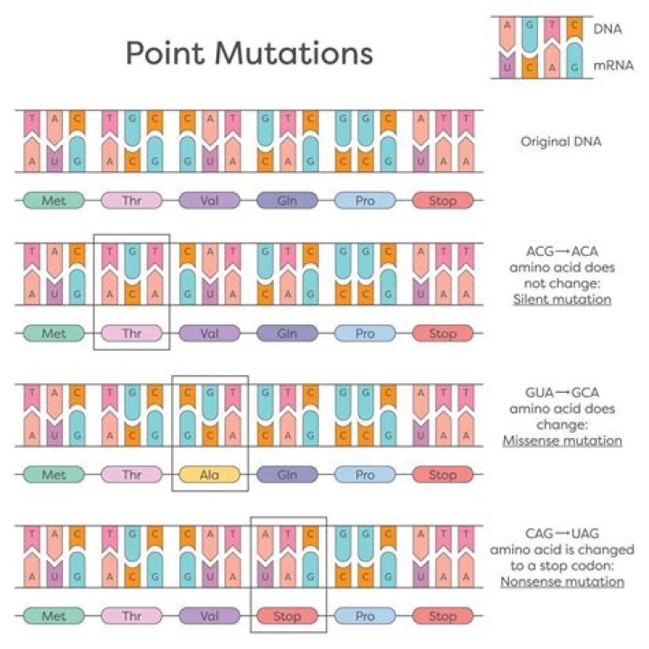 Which types of point mutations typically cause the most significant changes?
