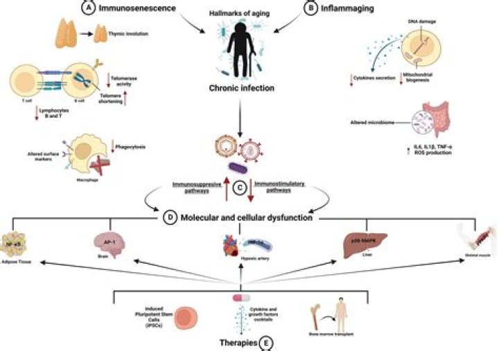 Who has a stronger immune system?