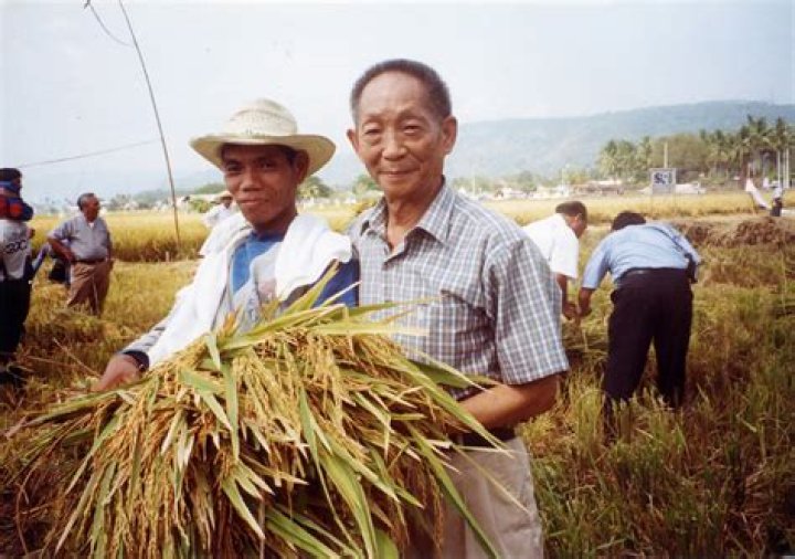 Who invented rice?