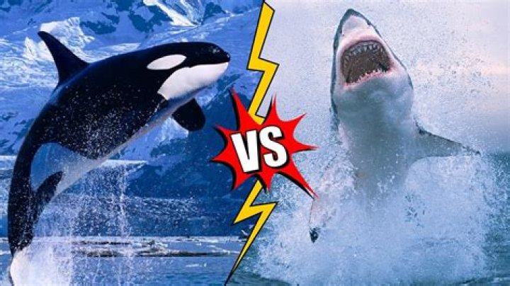 Who is the king of the ocean?