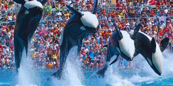 Who is the most famous killer whale?