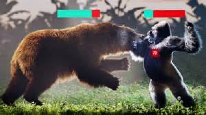 Who would win panda or grizzly?