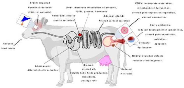 Why are cows separated from bulls?