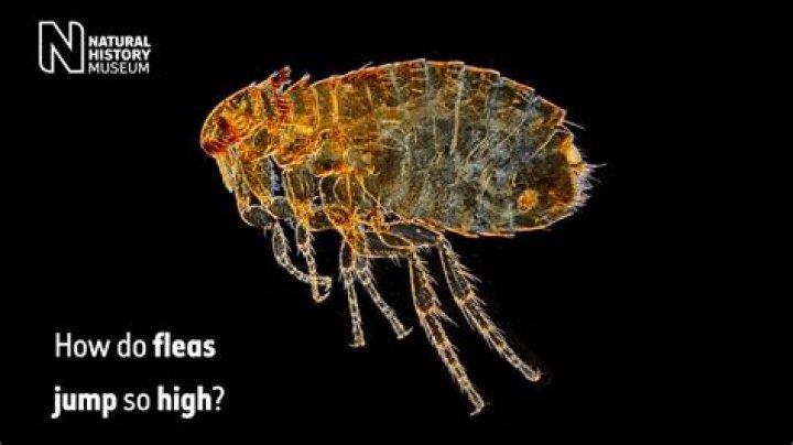 Why are fleas jumping on me?