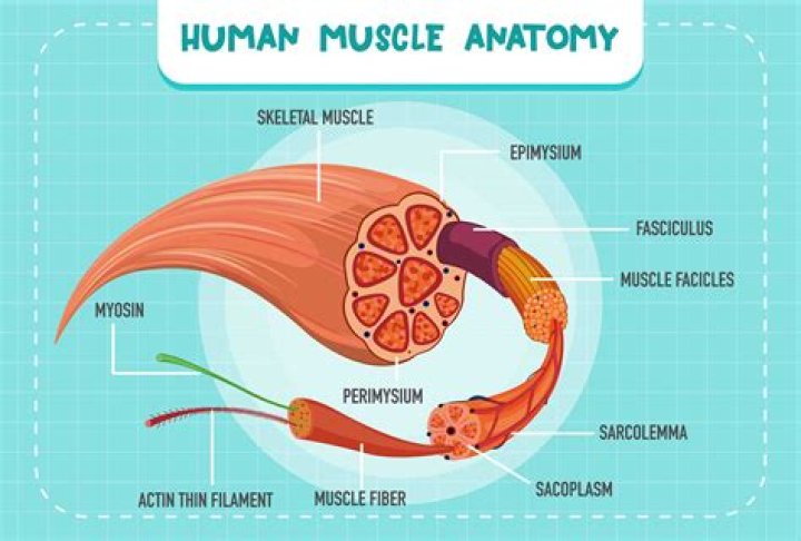 Why are human muscles so weak?